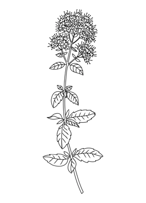 Mint flower and leaves line art illustration. Perfect for pattern, logo, posters, invitation and greeting card design. Hand drawn mint plant. Delicate summer drawing.